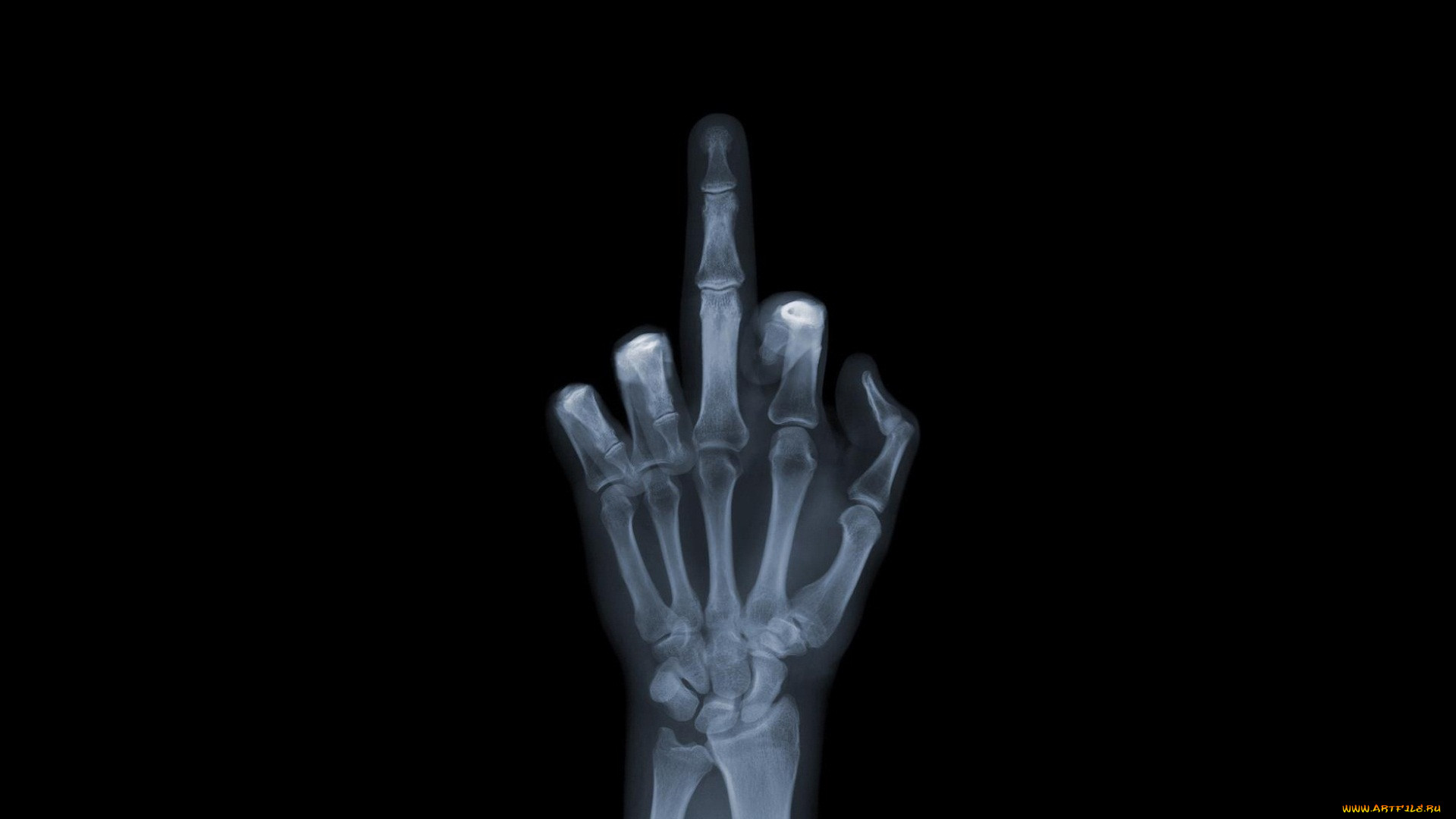 , , , , fuck, you, , , 